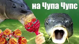 Fishing on ChUPA CHUPS !!! TOP super catchy tackle in 2019!