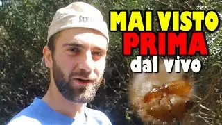 Le MAGIE di PEDRA LONGA - Cerchiamo insetti in Sardegna | EPISODIO 5