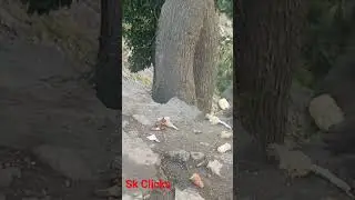 Fun with monkey | Bandar Gali | Monkey Point | Monkey Videos | Galiyat | Nathagali