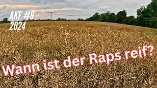 AKF #9 Chaos in special crops. When is the rapeseed ripe?