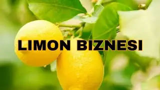LIMON BIZNESI