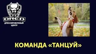 Как научить собаку команде 
