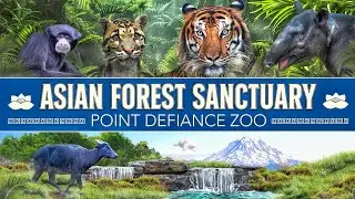 Zoo Tours: Mixup Madness | Asian Forest Sanctuary | Point Defiance Zoo
