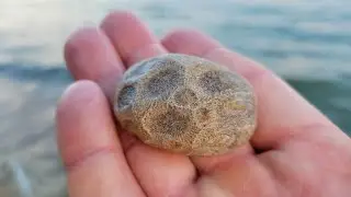 Находка на пляже. Petoskey Stone