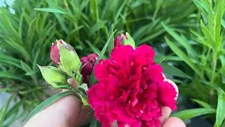Ампельная вегетативная ГВОЗДИКА. Черенкую в июле.