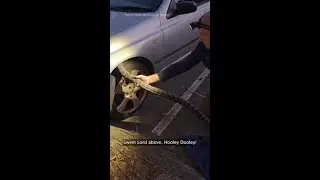 Queensland Snake Catcher Removes Giant Python From Car Wheel
