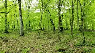 Birds Singing - Forest Sounds and Relax, Beautiful Bird Sounds for Sleep and Study
