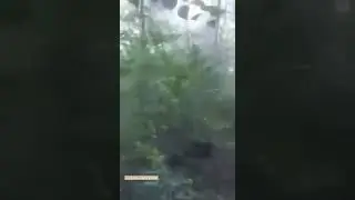 დონ გურამიი🤣