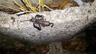 Corteggiamento tra Scorpioni