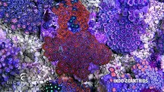 Weekly Live Coral Stocklist Report - Wholesale Only - December 22, 2015
