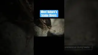 Meet Nature's Scuba Divers | 