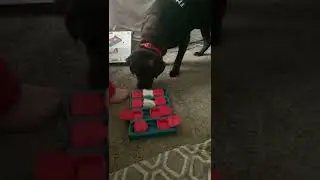 Hercules playing with dog puzzle