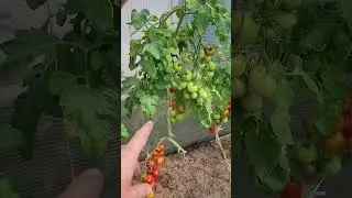 Какие томаты дали хороший урожай!?  #усаньканадаче #нашадачавгермании #дача #огород #сад #shorts