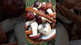 Грибная сказка в стране - Селигерия  .