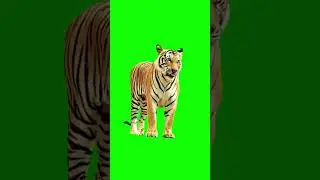 Tiger green screen video 