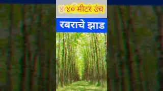 भारतातील शीर्ष 10 सर्वात उंच झाडे/ Top 10 Tallest Trees in India 