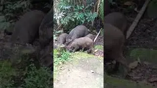 Babi Hutan Cibodas Mandala wangi 