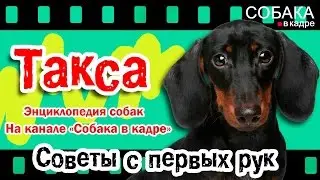 Такса. Советы с первых рук.
