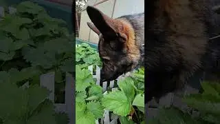 Лучший помощник в огороде  #dog #germanshepherd