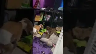 Scamp and Dobby playing
