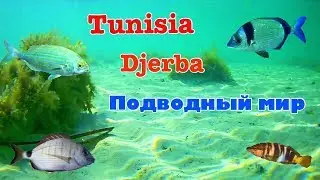 Остров Джерба, Тунис 2019. Подводный мир Средиземного моря.