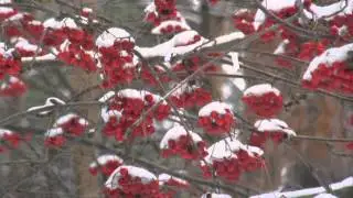 Грона горобини