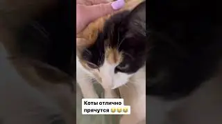 Играем в прятки