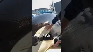 This Is How An Orca Gets Cleaned 
