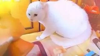 Funny White Cat Video!!