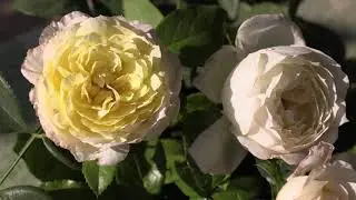 плетистая роза амнестик интернейшнл, питомник роз полины козловой, rozarium.biz