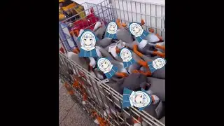 Gawr gura - A x10