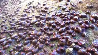Xiao Yu sailed to the open sea, where sea urchins and sea anemones were everywhere.