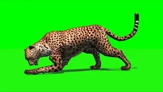 cheetah attack - green screen effect