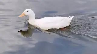 Zums Dunya - Birds World | Kuşların dünyası 🦢🐦🦢