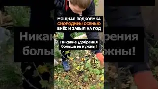 Мощная подкормка смородины осенью, внёс и забыл на год! 