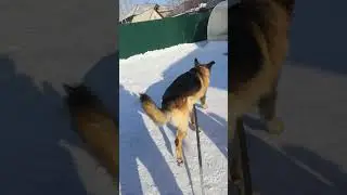 Норд, ко мне, место, Арма гуляет