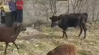 Баран против бычка. Таджикистан.