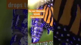 Magnificent Monarchs | Deep Look 