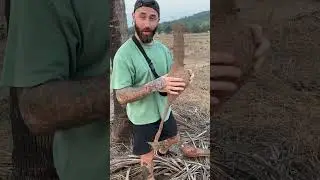 Птица придёт? #shorts