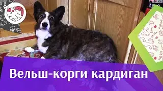 Вельш корги кардиган на  ilikepet