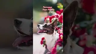 Мой выбор вельш-корги кардиган 💞 #ладиларен #корги #коргиворонеж #коргикардиган