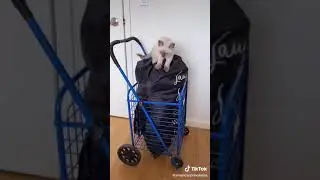 Хлам с Америки