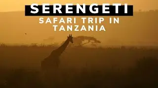 Safari in Serengeti National Park, Tarangire National Park and the Ngorongoro crater | TANZANIA