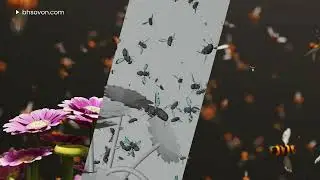 Bee CGI Animation | B.H Sovon