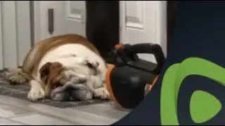 Bulldog naps in front of doggy door, refuses to let sisters in house
