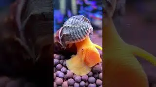 Какие улитки у вас живут в аквариуме? #aquarium #аквариум #рыбки #fish #mashabloom