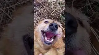 Очень хороший пес, какой ты хороший. 