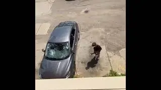 The 