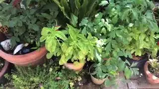 Summer garden