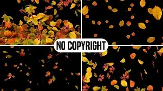 Top 10 leaves black screen no copyright || leaf black screen effects || leaves black screen effects